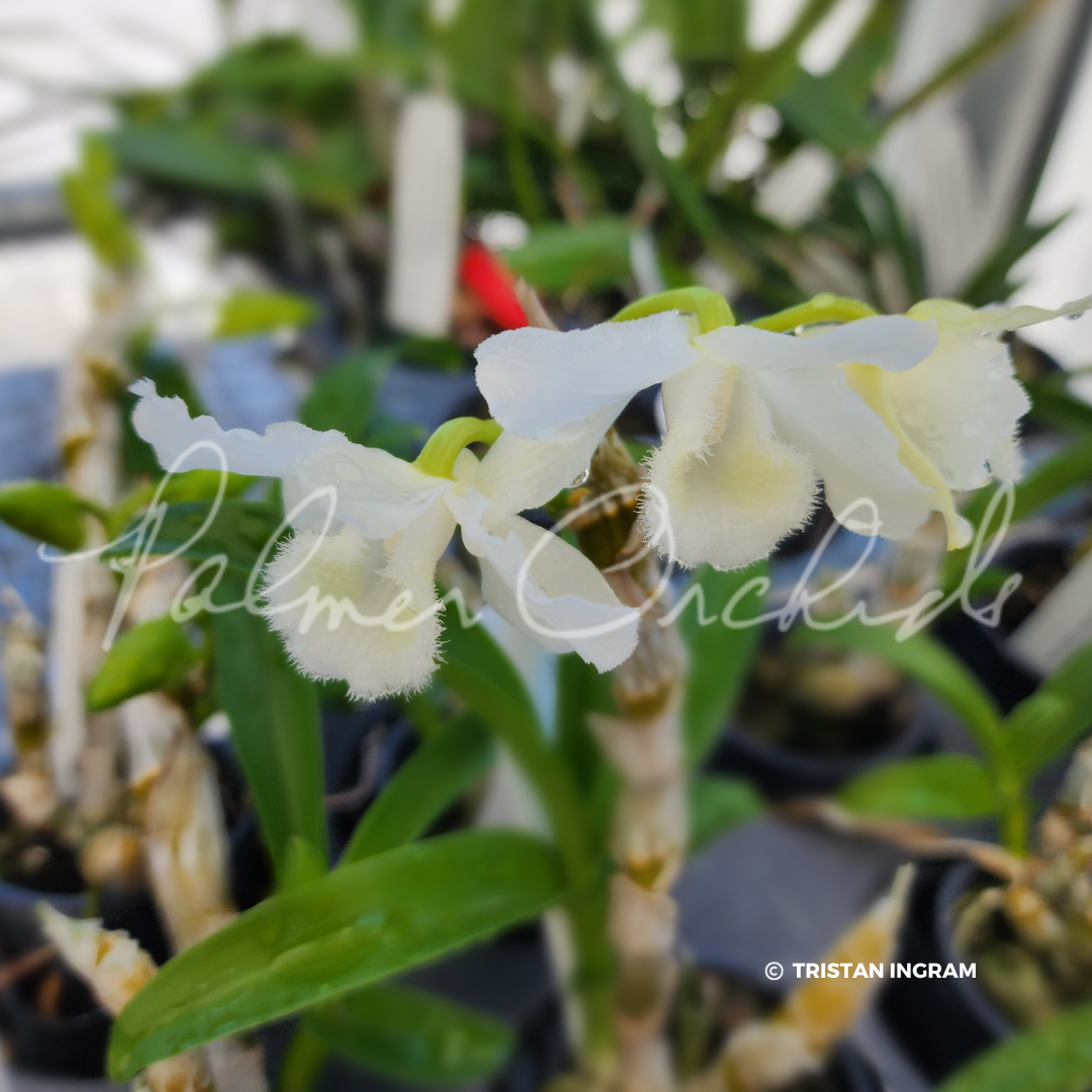 parishii 原種 Phal. 胡蝶蘭 phalaenopsis f. alba self洋蘭 NKPhal